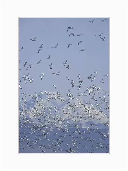 NA, USA, Washington, Skagit Valley Snow geese and Mt. Baker