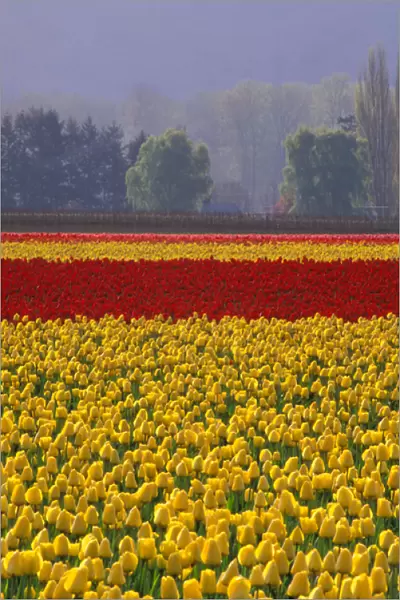 NA, USA, Washington, Skagit Valley, Field of yellow and red tulips with trees in