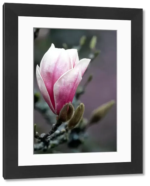 Tulip magnolia blossom; flower; tree; Washington Park Arboretum; pink; spring