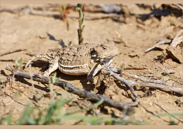 Short-horned Lizard (Phrynosoma douglasi) in Wyoming high desert sagebrush country east of Cody