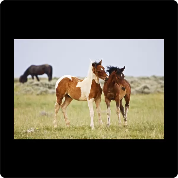 Feral Horse (Equus caballus) colts play by biting each other in the high, sagebrush