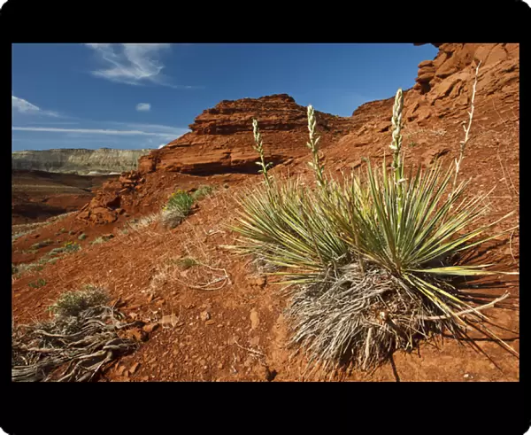 yucca on red soil in canyonlands on northern Wyoming, USA, June