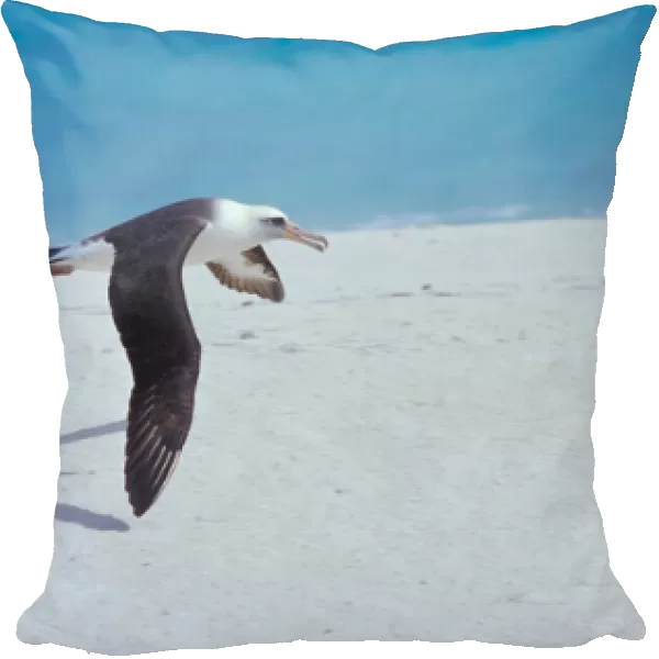 United States, Hawaii, Midway Atoll NWR. Laysan albatross in flight