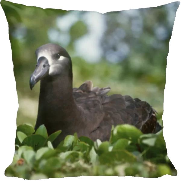 USA, Midway Atoll National Wildlife Refuge, Black-footed Albatross (Phoebastria nigripes)