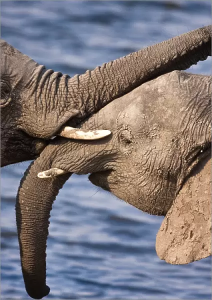 Chobe National Park, Botswana. A close-up of a pair of African Bush Elephants