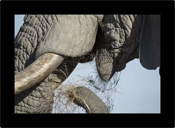 Africa, Botswana, Chobe National Park, Close-up view of African Elephant (Loxodonta africana) tusk