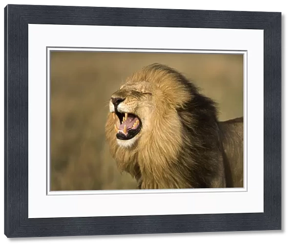 Africa, Kenya, Masai Mara Game Reserve. Male lion roaring