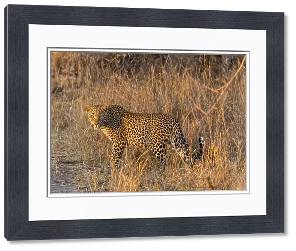 Africa, South Africa, Ngala Private Game Reserve. Wary leopard in grass. Credit as