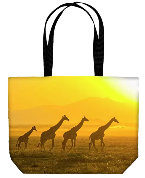 Africa, Tanzania, Serengeti. Five giraffes (Masai subspecies, Giraffa camelopardalis