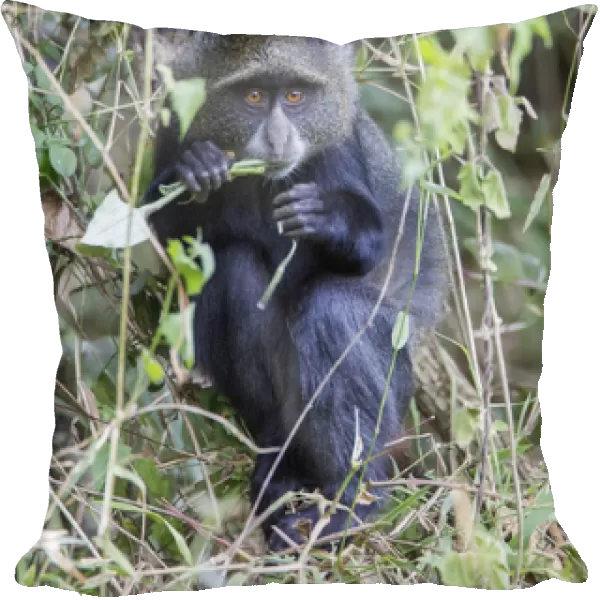 Blue Monkey (Cercopithecus mitis) crouched in vines eating while looking at the camera