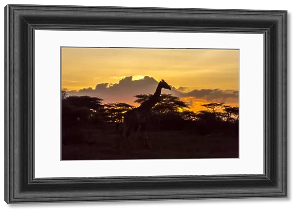 Silhouette of Masai giraffe, walking past already darkened acacia trees, cloud formations