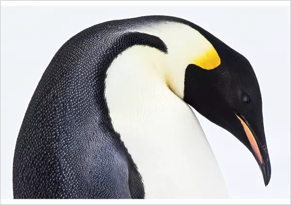 Snow Hill, Antarctica. Emporer Penguin. High Key