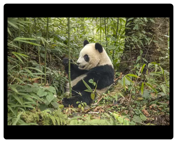 China, Chengdu, Chengdu Panda Base. Young giant panda eating