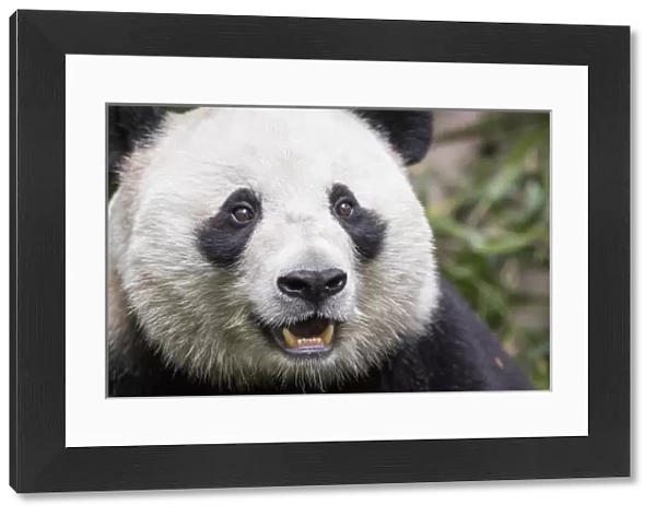 China, Sichuan Province, Chengdu, Giant Panda Bear (Ailuropoda melanoleuca) eating