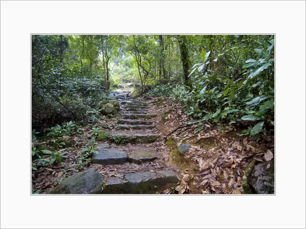 Hong Kong, Tai Po Kau Nature Park: a jungle trail with stone steps leads to a mountain