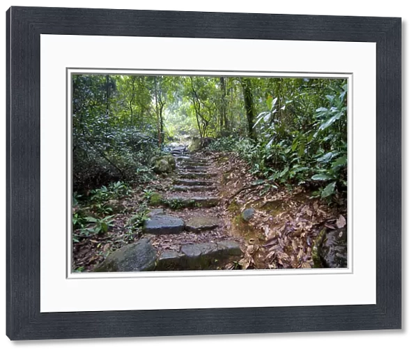 Hong Kong, Tai Po Kau Nature Park: a jungle trail with stone steps leads to a mountain