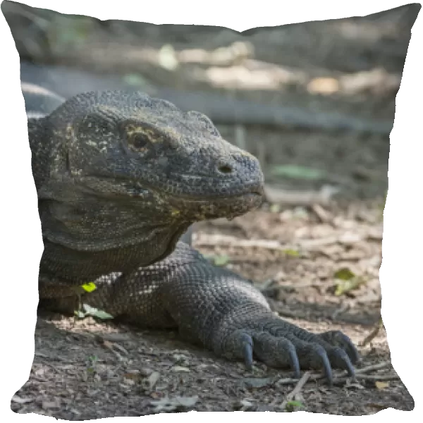 Indonesia, Komodo Island. Komodo National Park, UNESCO World Heritage Site. Famous Komodo dragon