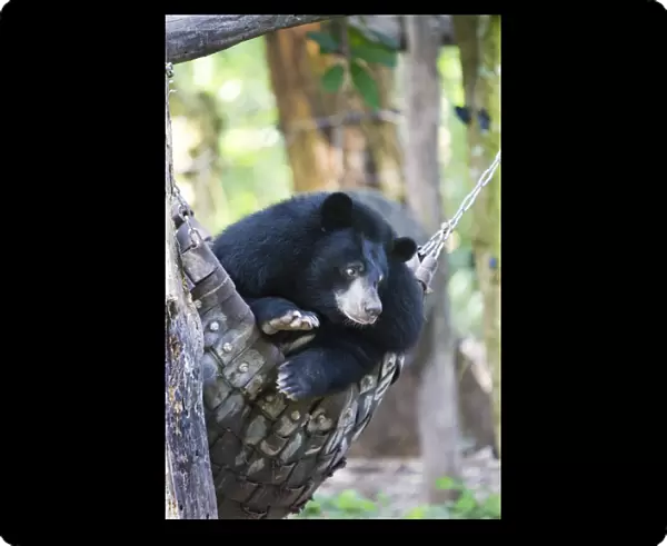 Moon bears are a rare sight in the country, with the exception of this exhibit in