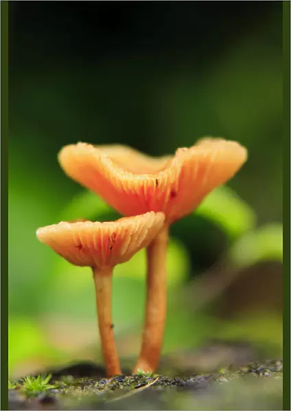 Bright orange mushrooms in the heart of the Queensland rainforest at Babinda