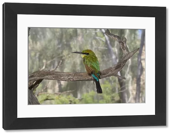 Australia, NT, Alice Springs. Alice Springs Desert Park. Rainbow bee-eater (Captive