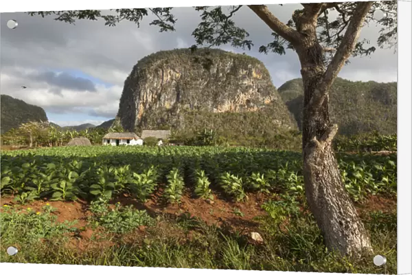 Cuba, Vinales. A field of tobacco grows on a farm beneath a mogote, a karst formation