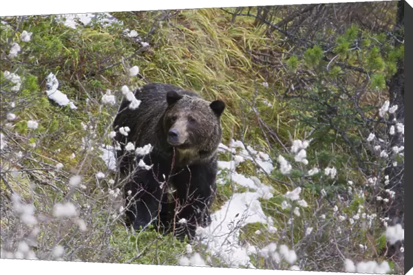 Grizzly Bear, Autumn Snow