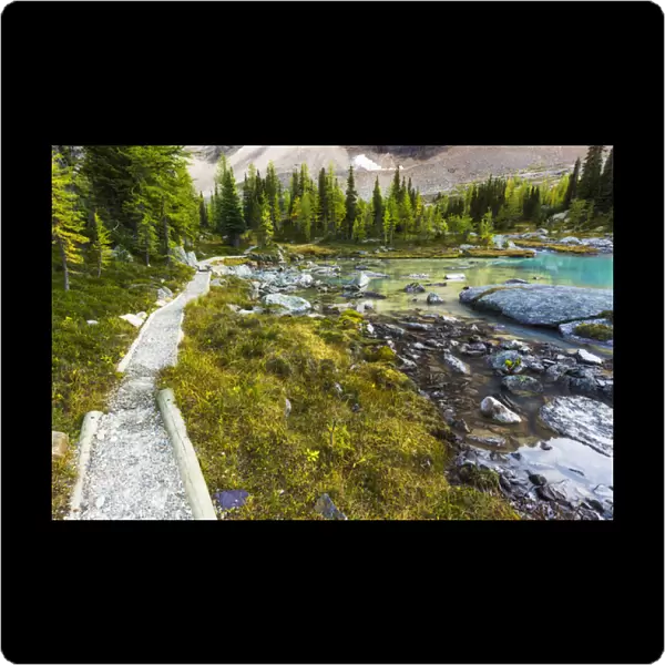 The Opabin Plateau trail above Lake O hara, Yoho National Park, British Columbia