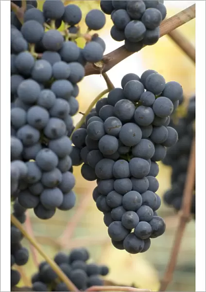 Canada, British Columbia, Cowichan Valley. Purple wine grapes hanging from the vive