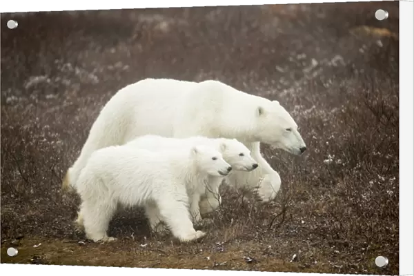 Canada, Manitoba, Churchill, Adult Female Polar Bear (Ursus maritimus) walking with