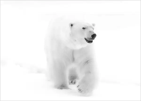 Norway, Arctic Ocean, Svalbard. Walking polar bear. Young  /  Jaynes Gallery  /  DanitaDelimont