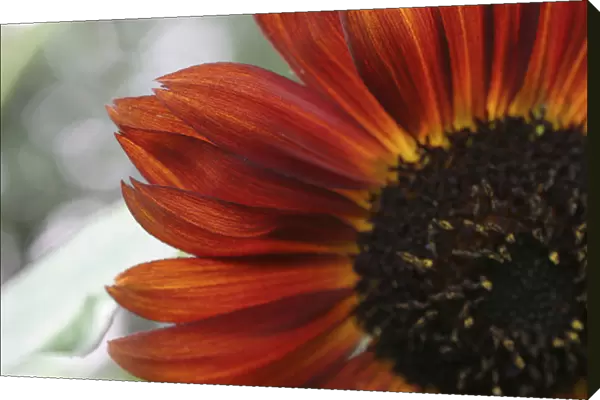 red sunflower closeup