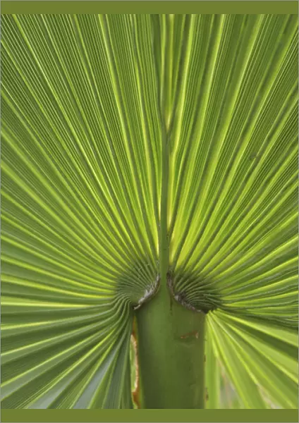 Detail of Palm Tree Frond