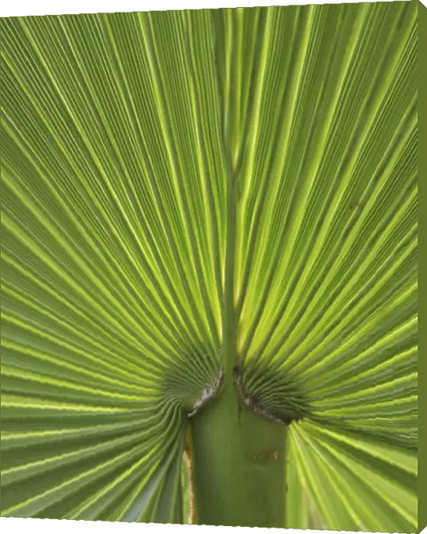 Detail of Palm Tree Frond
