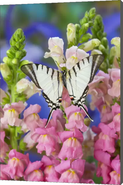 Zebra Swallowtail Butterfly, Eurytides agesilaus autosilaus