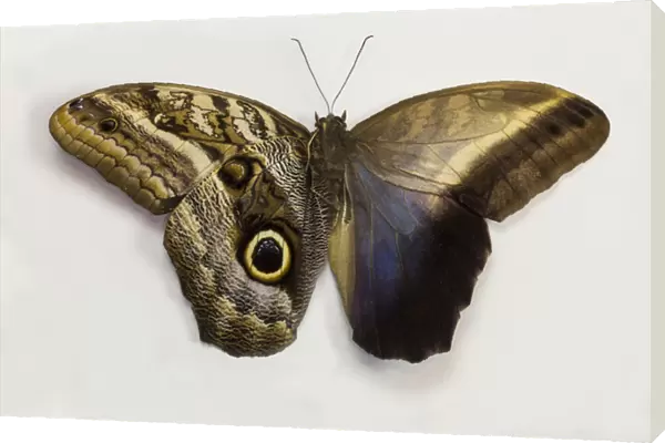 The Giant Owl Butterfly, Caligo Memnon comparing the top and bottome wings