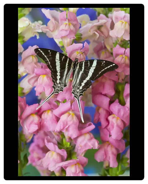 Rhesus Swallowtail Butterfly, Graphium rhesus