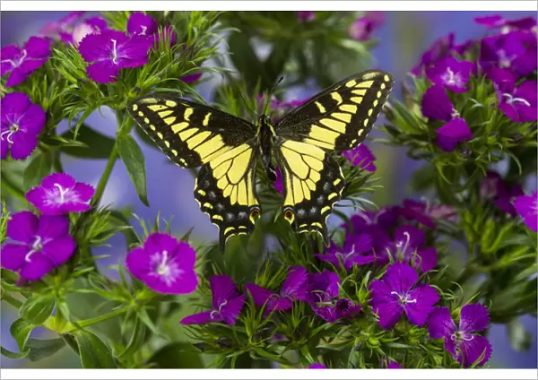 Anise Swallowtail Butterfly, Papilio zelicaon zelicaon from Western North America