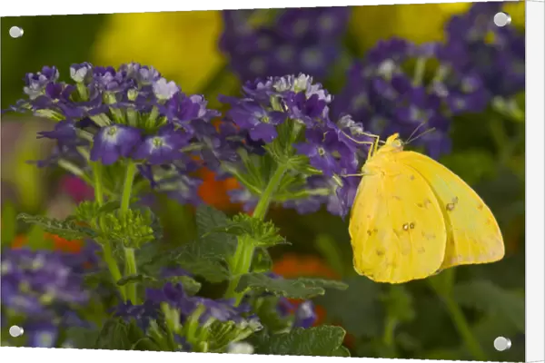Sulphur Butterfly in the Phoebis family