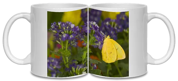 Sulphur Butterfly in the Phoebis family