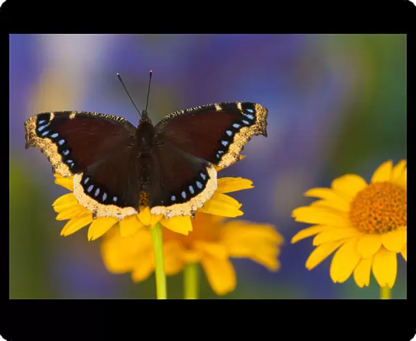 Mourning Cloak Butterfly, Nymphalis antiopa