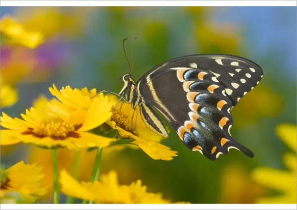 Palmedes Swallowtail, Papilio palmedes