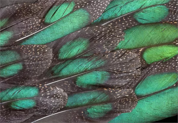 Rothchild Peacock Pheasant tail feathers