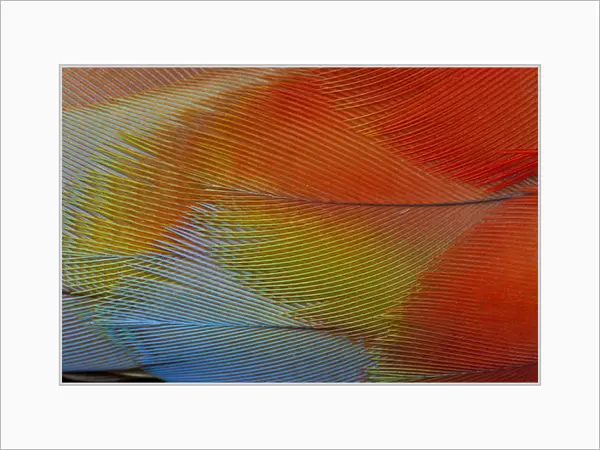 Hawk-headed parrot feathers