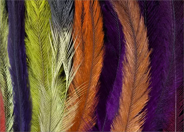 Colored Rhea Feathers