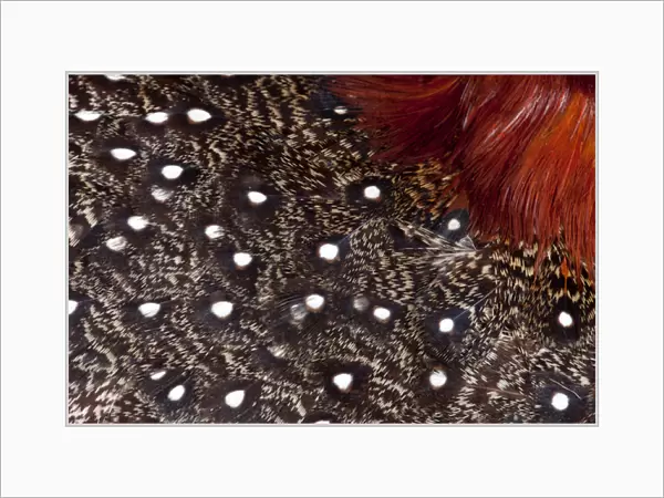 Western Tragopan feather design and pattern