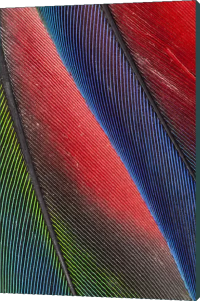 Tail feathers of the Blueheaded Pionus