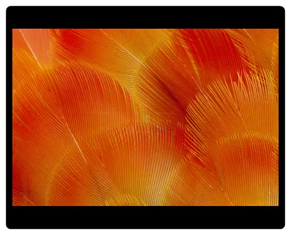 Orange and Red Breast Feathers of the Camelot Macaw