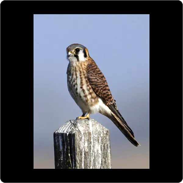 The American Kestrel (Falco sparverius) is a small falcon, and the only kestrel found