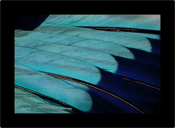 Indian Roller wing feathers