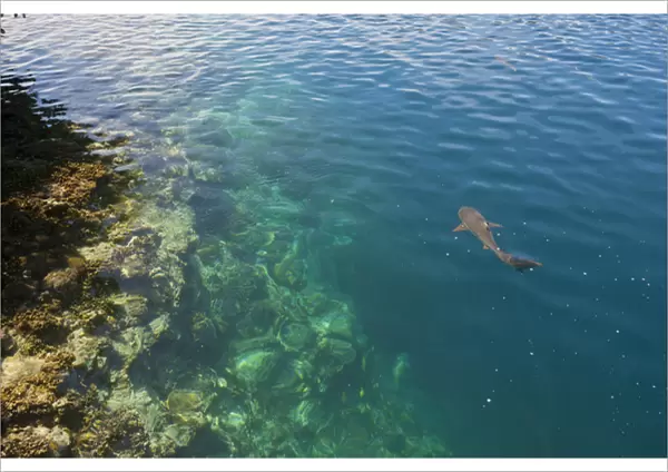 Black tipped sharks in hte crystal clear waters of the Marowo Lagoon, Salomon Islands